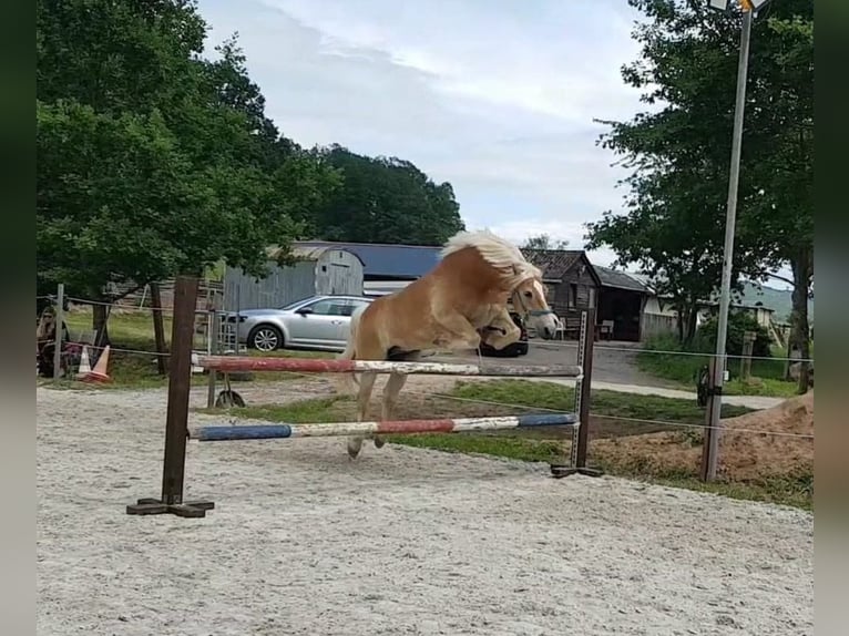 Haflinger / Avelignese Castrone 16 Anni 148 cm in Niedernberg