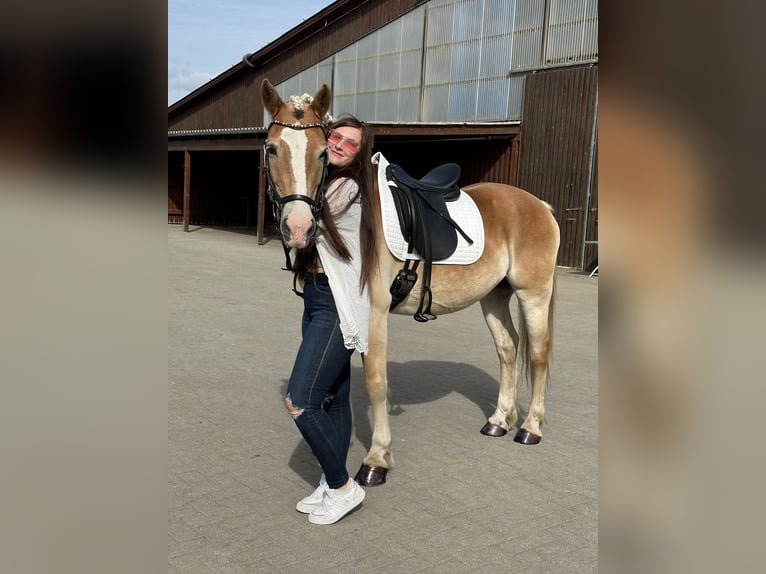 Haflinger / Avelignese Castrone 16 Anni 150 cm Baio chiaro in Berlin