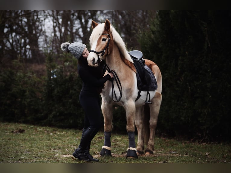 Haflinger / Avelignese Castrone 16 Anni 150 cm Baio chiaro in Berlin