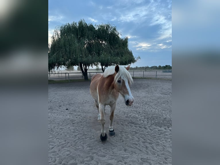 Haflinger / Avelignese Castrone 16 Anni 150 cm Baio chiaro in Berlin