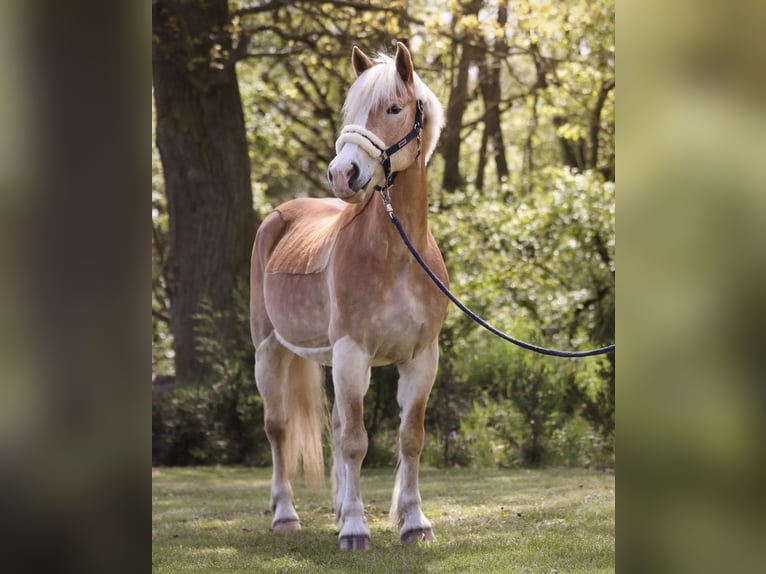 Haflinger / Avelignese Castrone 16 Anni 150 cm Baio chiaro in Berlin