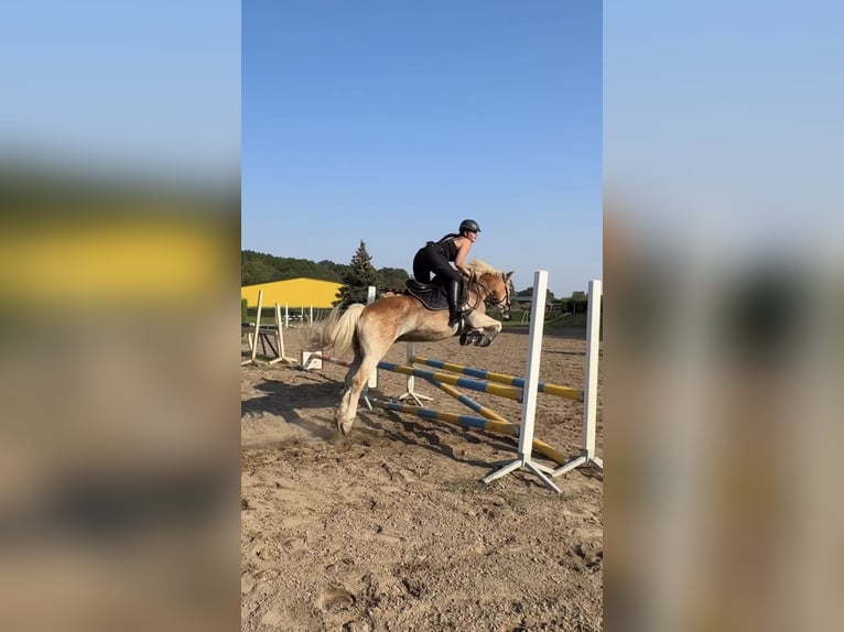 Haflinger / Avelignese Castrone 16 Anni 150 cm Baio chiaro in Berlin