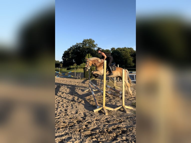 Haflinger / Avelignese Castrone 16 Anni 150 cm Baio chiaro in Berlin