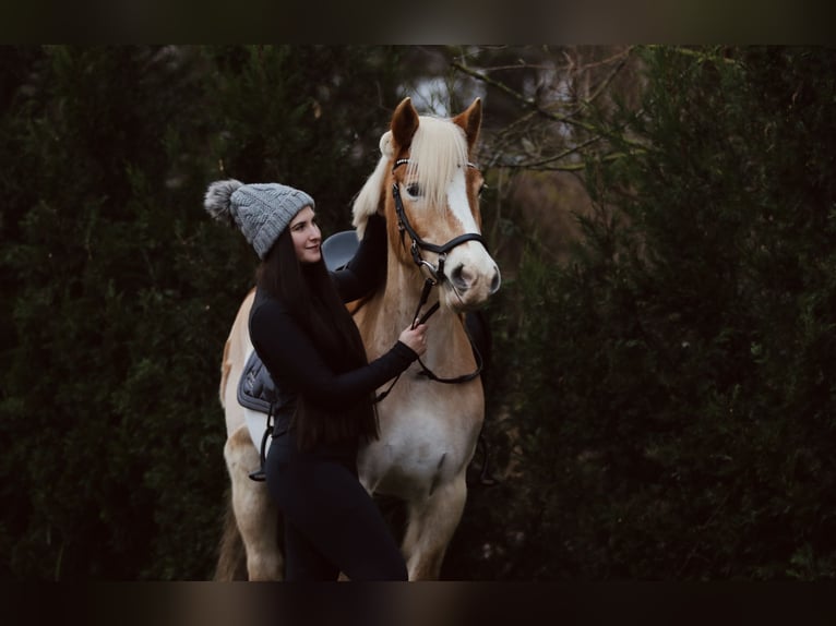 Haflinger / Avelignese Castrone 16 Anni 150 cm Baio chiaro in Berlin