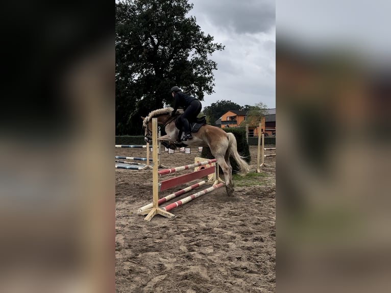 Haflinger / Avelignese Castrone 16 Anni 150 cm Baio chiaro in Berlin