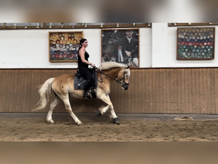 Haflinger / Avelignese Castrone 16 Anni 150 cm Baio chiaro in Berlin