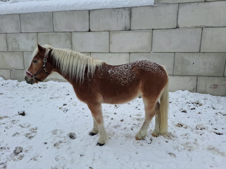 Haflinger / Avelignese Castrone 16 Anni 150 cm in Obertilliach