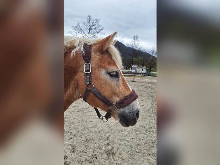 Haflinger / Avelignese Castrone 17 Anni 145 cm in Unterletzen