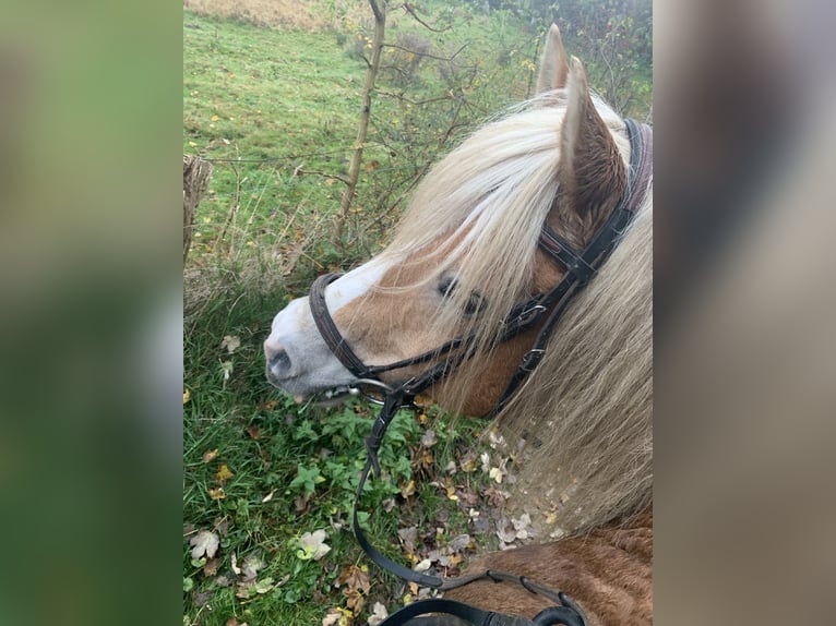 Haflinger / Avelignese Castrone 18 Anni 150 cm Falbo in Scharbeutz