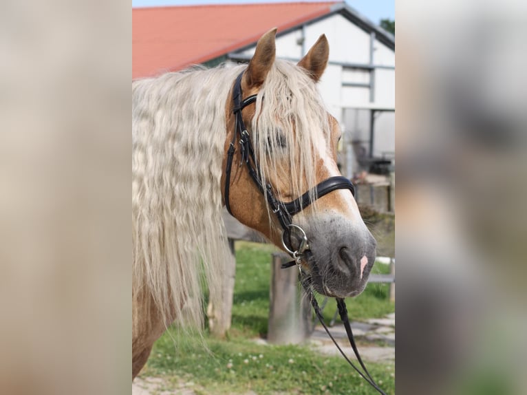 Haflinger / Avelignese Castrone 18 Anni 150 cm Falbo in Scharbeutz