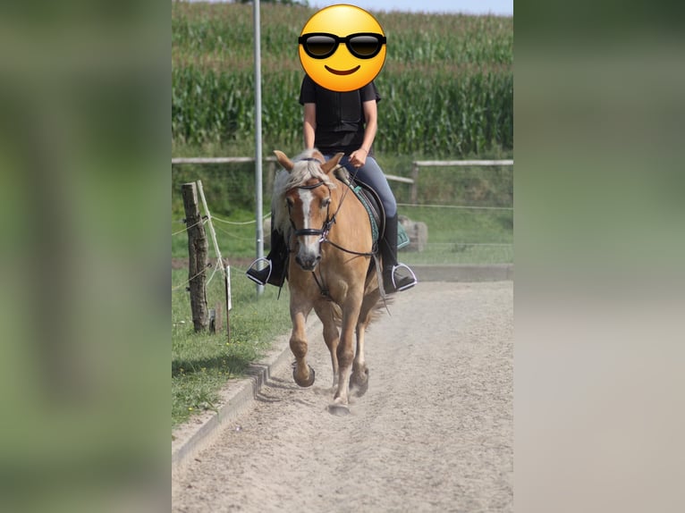 Haflinger / Avelignese Castrone 18 Anni 150 cm Falbo in Scharbeutz