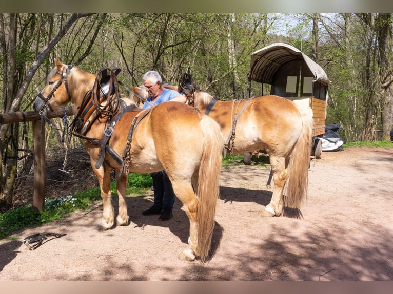 Haflinger / Avelignese Castrone 18 Anni 154 cm Sauro in Taben-Rodt