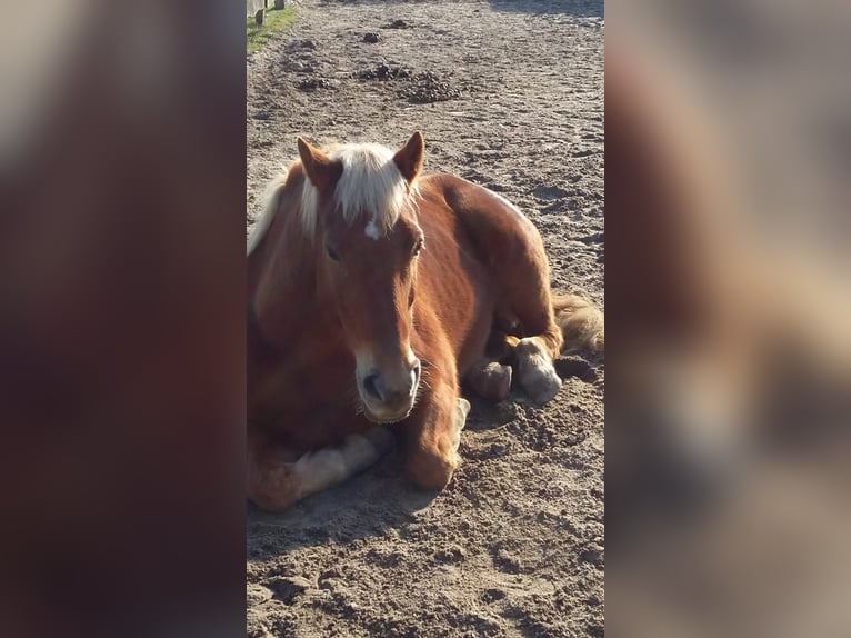 Haflinger / Avelignese Mix Castrone 19 Anni 153 cm Sauro in Südbrookmerland Victorbur