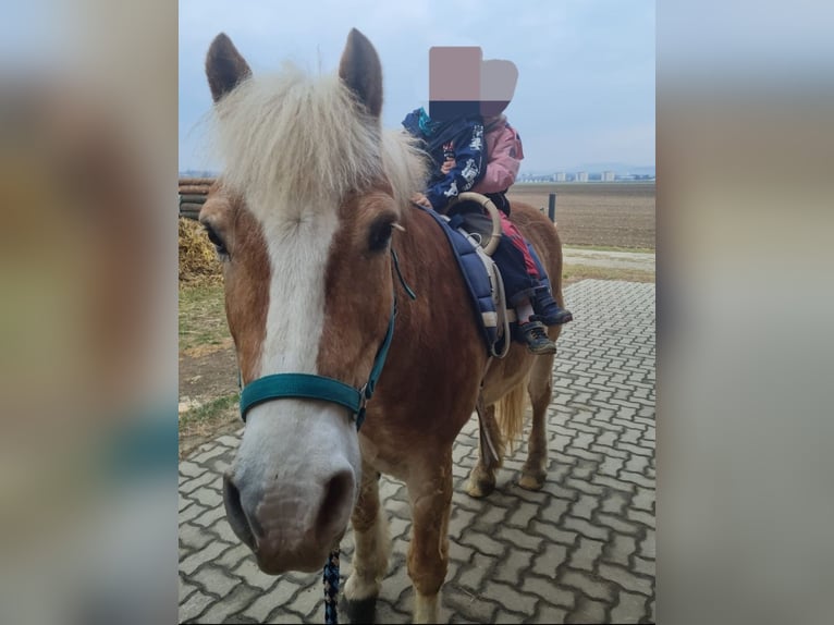 Haflinger / Avelignese Castrone 19 Anni in Ober-Grafendorf