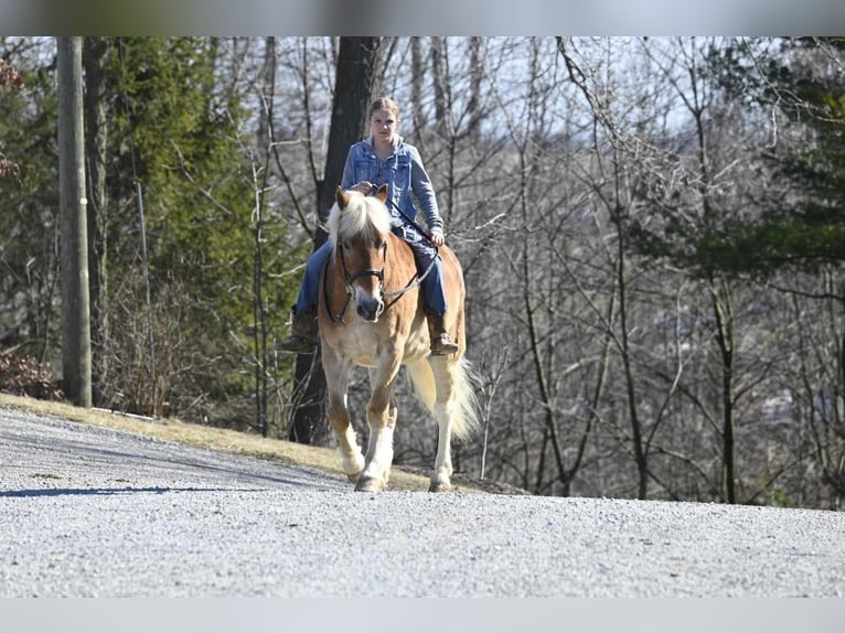 Haflinger / Avelignese Castrone 19 Anni in Millersburg OH