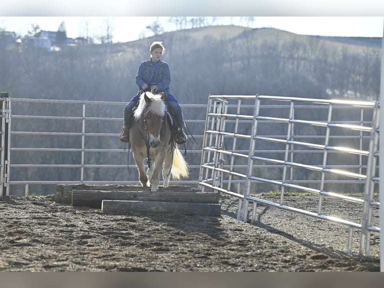 Haflinger / Avelignese Castrone 19 Anni Sauro ciliegia in Millersburg OH