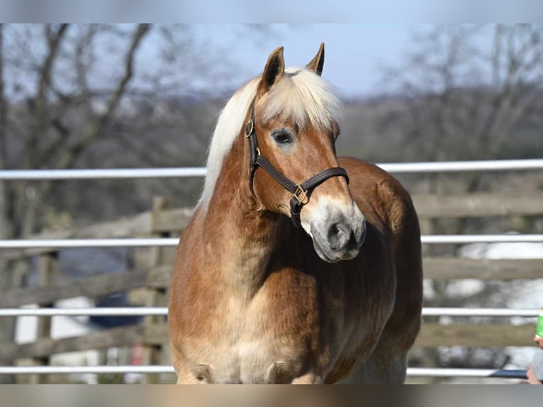 Haflinger / Avelignese Castrone 19 Anni Sauro ciliegia in Millersburg OH