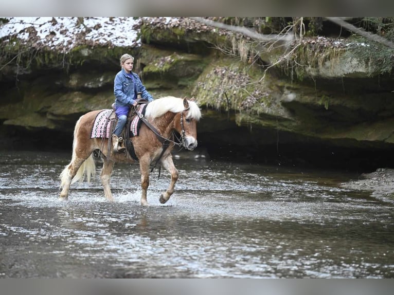 Haflinger / Avelignese Castrone 19 Anni Sauro ciliegia in Millersburg OH