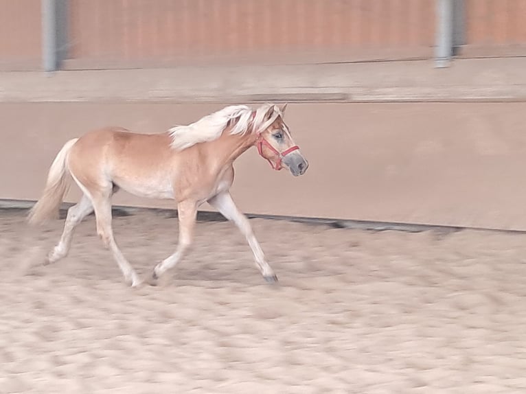 Haflinger / Avelignese Castrone 1 Anno 155 cm Sauro in Wuppertal