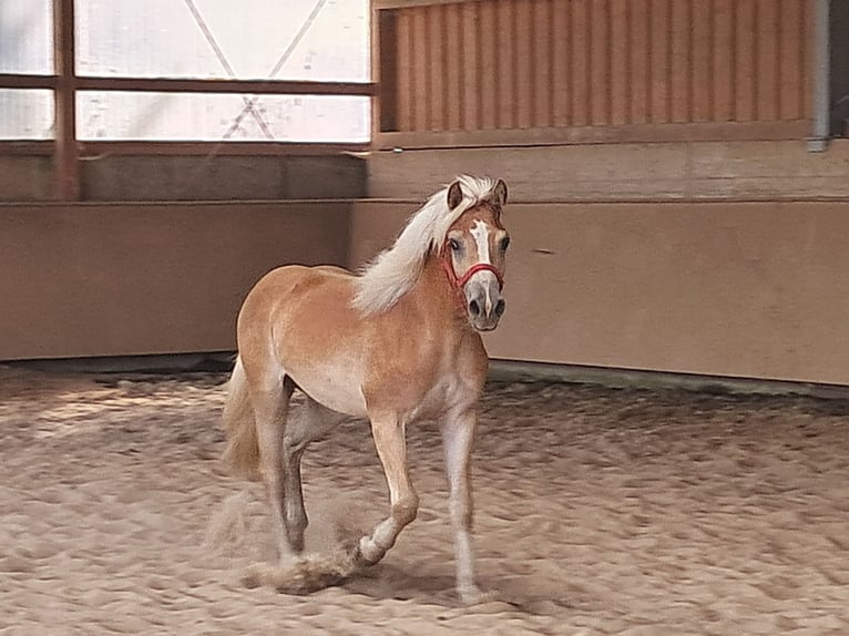 Haflinger / Avelignese Castrone 1 Anno 155 cm Sauro in Wuppertal