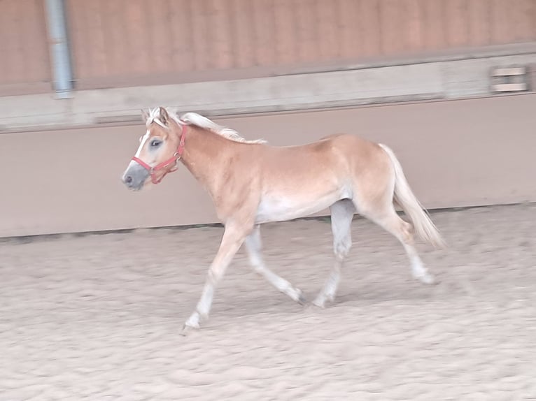 Haflinger / Avelignese Castrone 1 Anno 155 cm Sauro in Wuppertal