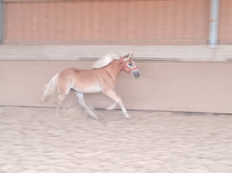 Haflinger / Avelignese Castrone 1 Anno 155 cm Sauro in Wuppertal