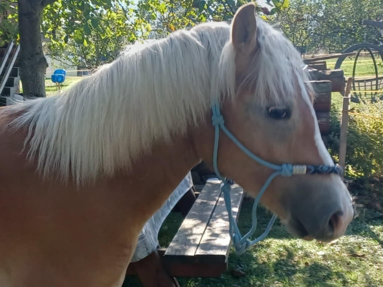 Haflinger / Avelignese Castrone 1 Anno Palomino in Hrinova