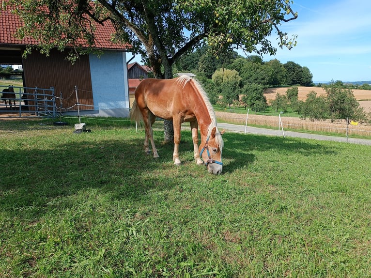 Haflinger / Avelignese Castrone 1 Anno Sauro scuro in Steyr