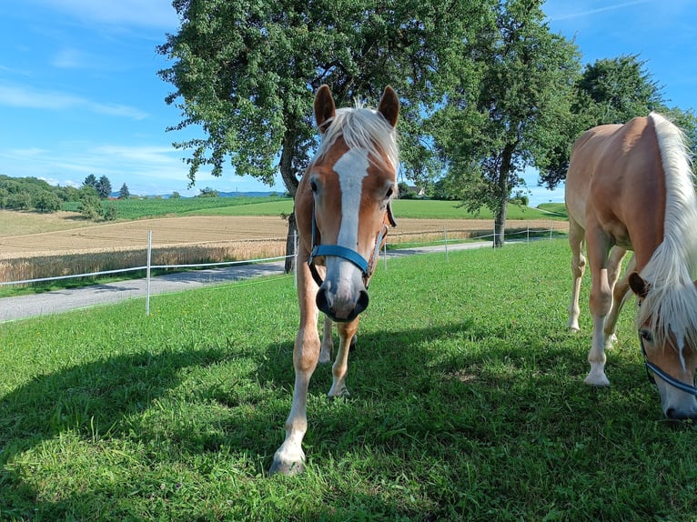 Haflinger / Avelignese Castrone 1 Anno Sauro scuro in Steyr