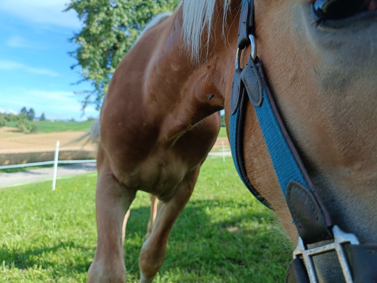 Haflinger / Avelignese Castrone 1 Anno Sauro scuro in Steyr