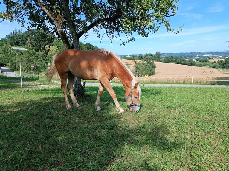 Haflinger / Avelignese Castrone 1 Anno Sauro scuro in Steyr