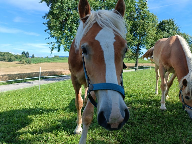 Haflinger / Avelignese Castrone 1 Anno Sauro scuro in Steyr