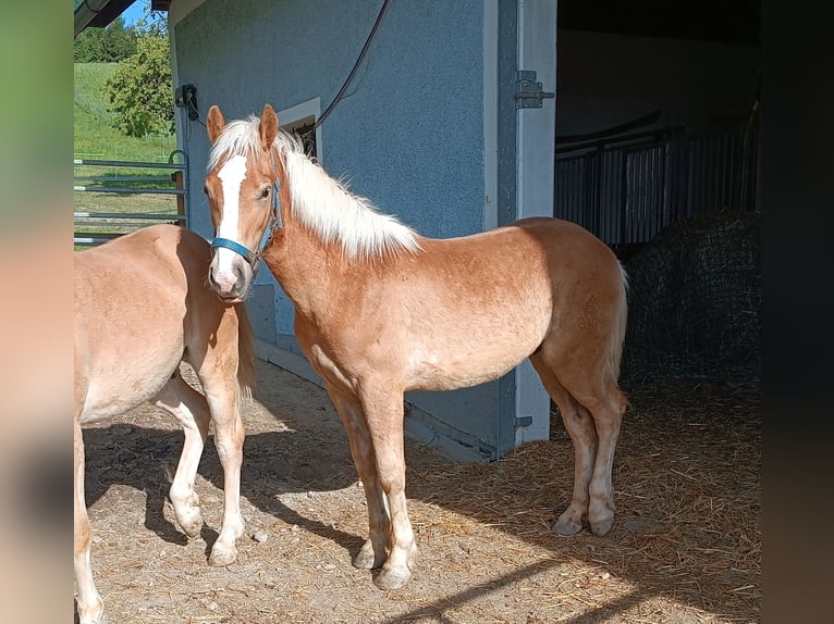 Haflinger / Avelignese Castrone 1 Anno Sauro scuro in Steyr