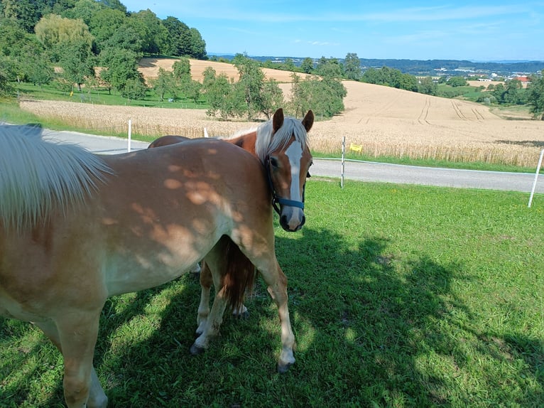 Haflinger / Avelignese Castrone 1 Anno Sauro scuro in Steyr