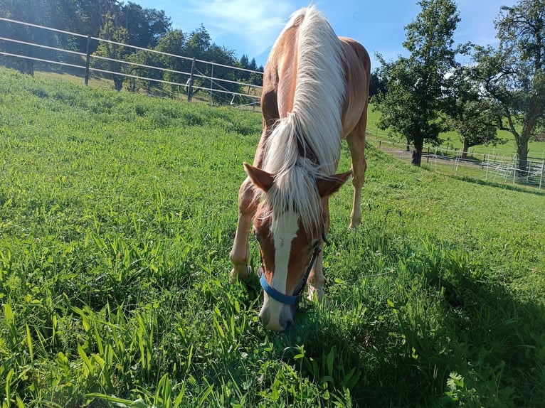 Haflinger / Avelignese Castrone 1 Anno Sauro scuro in Steyr