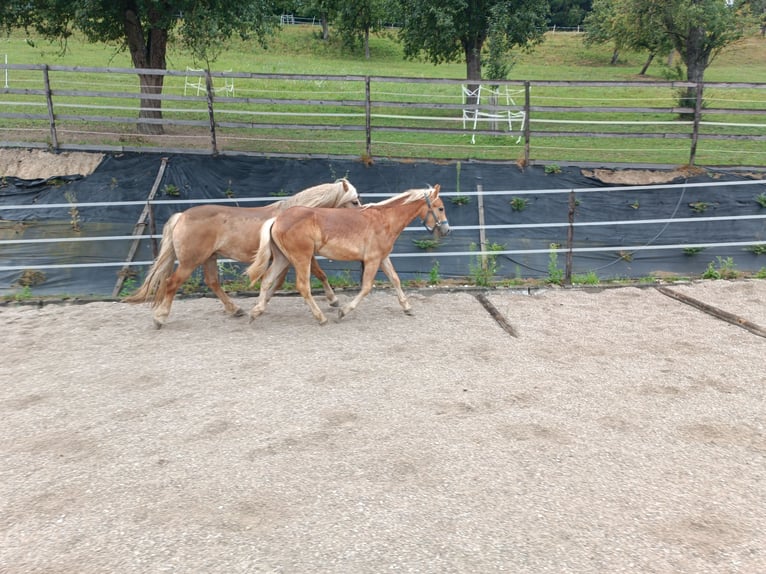 Haflinger / Avelignese Castrone 1 Anno Sauro scuro in Steyr