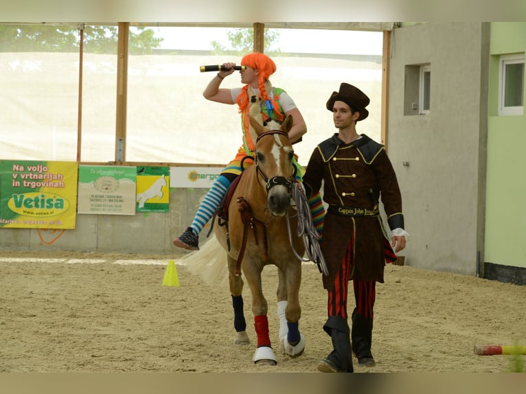 Haflinger / Avelignese Castrone 21 Anni 155 cm Palomino in Žalec