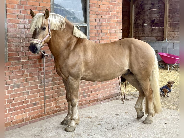 Haflinger / Avelignese Castrone 24 Anni 153 cm Baio in Garbsen