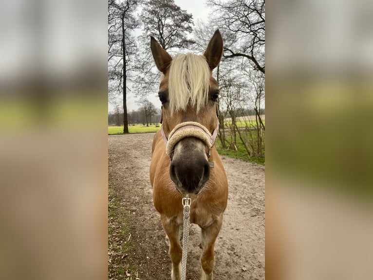 Haflinger / Avelignese Castrone 24 Anni 153 cm Baio in Garbsen