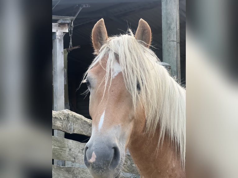 Haflinger / Avelignese Castrone 2 Anni 135 cm in Anthering