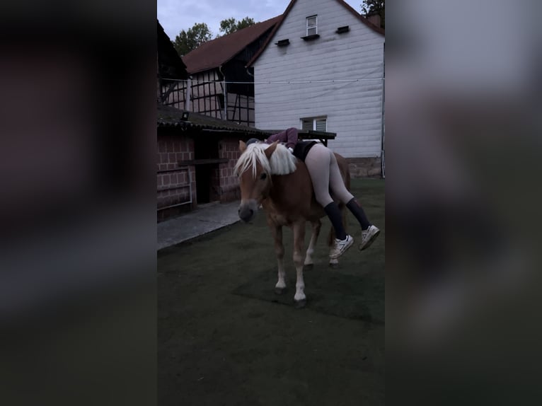 Haflinger / Avelignese Castrone 2 Anni 143 cm Sauro ciliegia in Burghaun