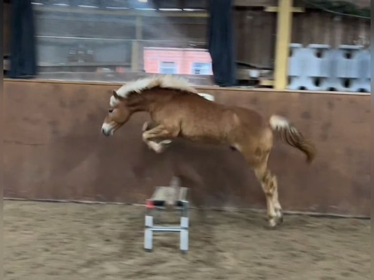 Haflinger / Avelignese Castrone 2 Anni 143 cm Sauro ciliegia in Burghaun