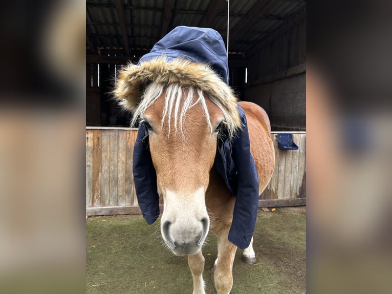 Haflinger / Avelignese Castrone 2 Anni 143 cm Sauro ciliegia in Burghaun