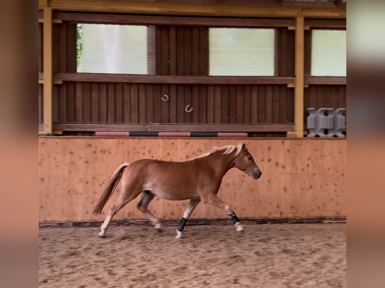 Haflinger / Avelignese Castrone 2 Anni 143 cm Sauro ciliegia in Burghaun