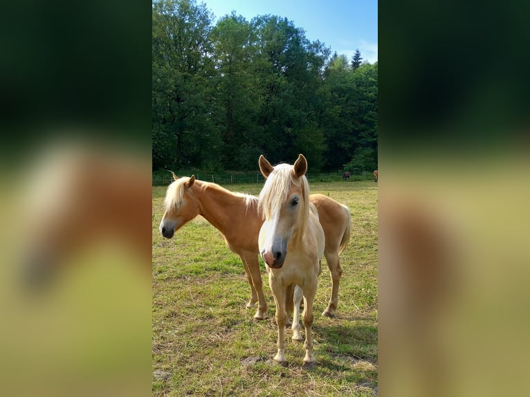 Haflinger / Avelignese Castrone 2 Anni 143 cm Sauro ciliegia in Klein Meckelsen