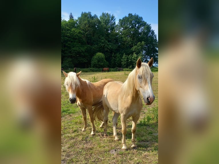 Haflinger / Avelignese Castrone 2 Anni 143 cm Sauro ciliegia in Klein Meckelsen