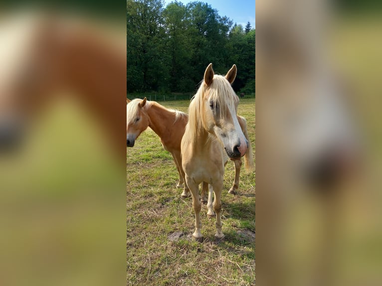 Haflinger / Avelignese Castrone 2 Anni 143 cm Sauro ciliegia in Klein Meckelsen