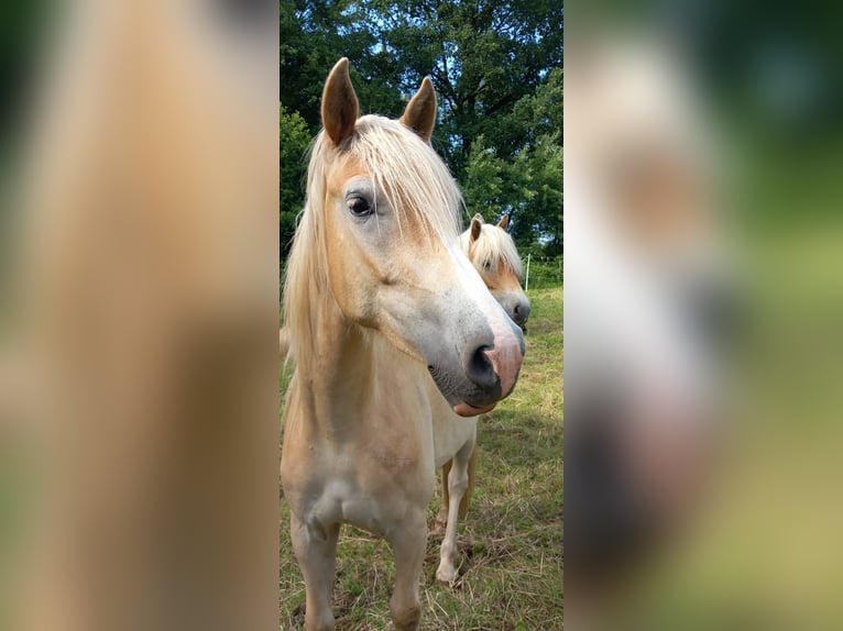 Haflinger / Avelignese Castrone 2 Anni 143 cm Sauro ciliegia in Klein Meckelsen