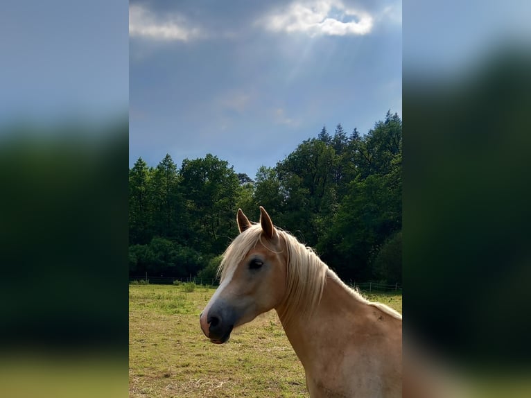 Haflinger / Avelignese Castrone 2 Anni 143 cm Sauro ciliegia in Klein Meckelsen