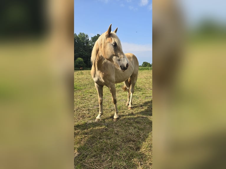 Haflinger / Avelignese Castrone 2 Anni 143 cm Sauro ciliegia in Klein Meckelsen